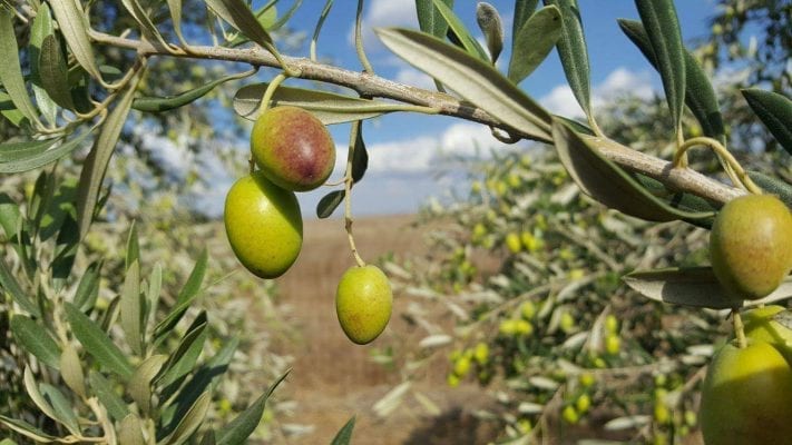 משק נעמי - עץ זית