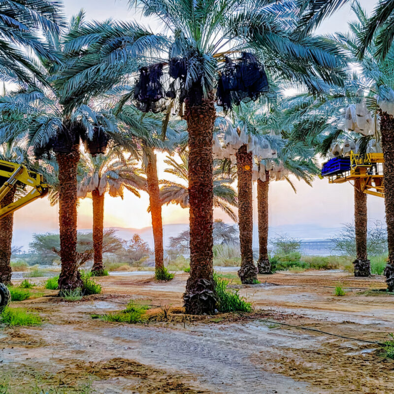 מרכז התמרים עין יהב